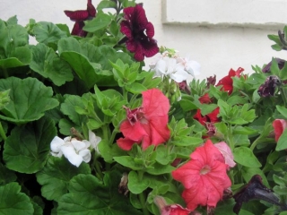 croft-house-glendale-skye-self-catering-flowers